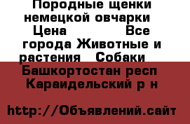 Породные щенки немецкой овчарки › Цена ­ 24 000 - Все города Животные и растения » Собаки   . Башкортостан респ.,Караидельский р-н